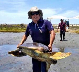 David Sarmiento participando en investigaciones de tortugas marinas.